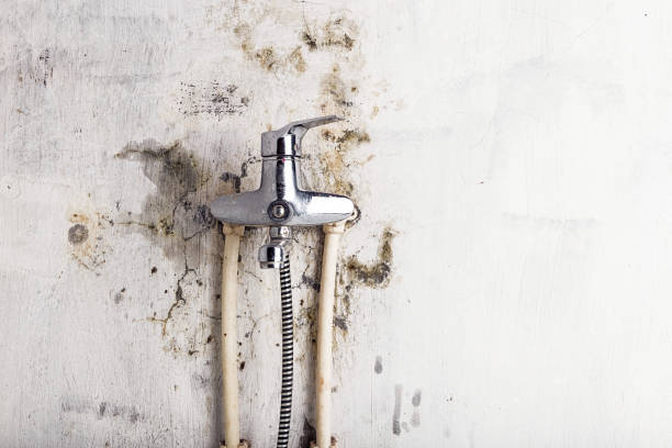 Best White Mold Remediation in Huntingtown, MD
