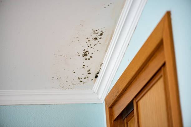 Best DIY Mold Remediation Support Services in Huntingtown, MD
