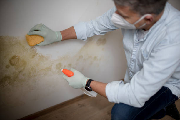 Best Mold Testing and Inspection Services in Huntingtown, MD