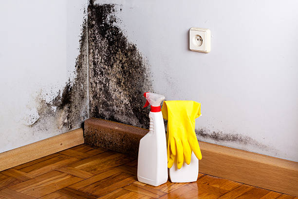 Best Insurance-Related Mold Remediation in Huntingtown, MD